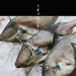 売り上げ日本一の魚屋