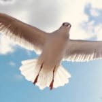 鳥と自由