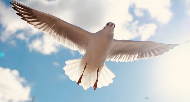 鳥と自由